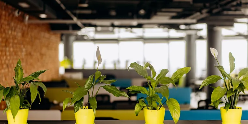 Oficina luminosa con plantas en los escritorios
