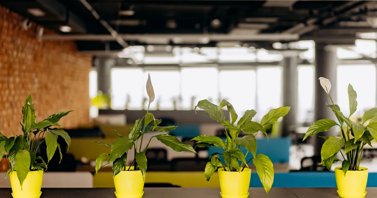 Oficina luminosa con plantas en los escritorios